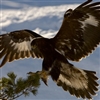 Golde Eagle in SwedenAquila