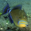 Baliste Triggerfish