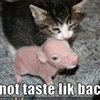 Bacon Cat.....