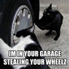 Cat Burglars.....