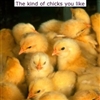 hot chicks Puzzle