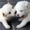 Two Puppys Puzzle