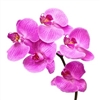orchid Puzzle