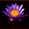 Lotus Flower Puzzle