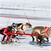 Reindeer racing Puzzle