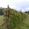 Traditional hay drying