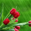 Tulips in the rain.....