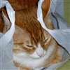 Bag cat Puzzle