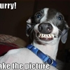 Funny Dog.....