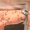 Mosquitoes Puzzle