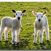 Spring lamb Puzzle