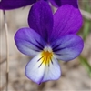 Viola Tricolor latin name