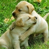 Hugging Puppies