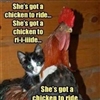 Chicken To Ride !!