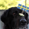 Happy National Day Sweden