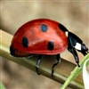 Seven-spot ladybird