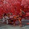 Horse carriage Puzzle