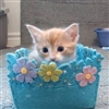 Kitty Basket Puzzle