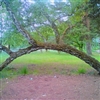 A tree Puzzle