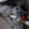 Planking Kitty 4 Puzzle