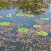 Water lillies Puzzle