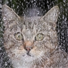 Cat in rain