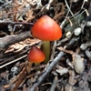 Colourful Mushrooms Puzzle