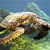 Sea turtle Puzzle