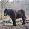 North Swedish Horse 2