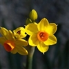 Daffodils Puzzle