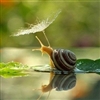 Snail :)