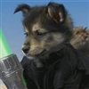 Star Wars Pup
