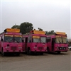 Pink buses