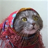 Gypsy cat