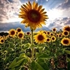 Sunflower Puzzle