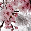 Cherry blossoms in the snow