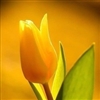 Yellow Tulip Puzzle