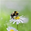 Bumblebee Puzzle