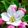 Apple blossom Puzzle
