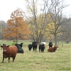 Curious Cattle