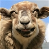 A happy sheep