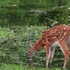FAWN Puzzle