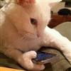 Kitty with Iphone Puzzle
