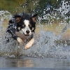 Dog in water Puzzle