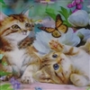 Kittens Puzzle