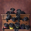 Puppies Puzzle