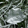 Silver leaf