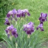 Deep Purple Iris Puzzle