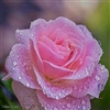 Rose with raindrops Puzzle