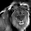 Leo The MGM Lion